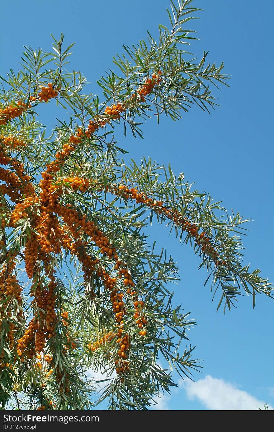 Sea-buckthorn berries