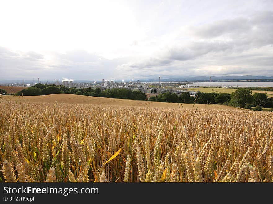 Wheat field