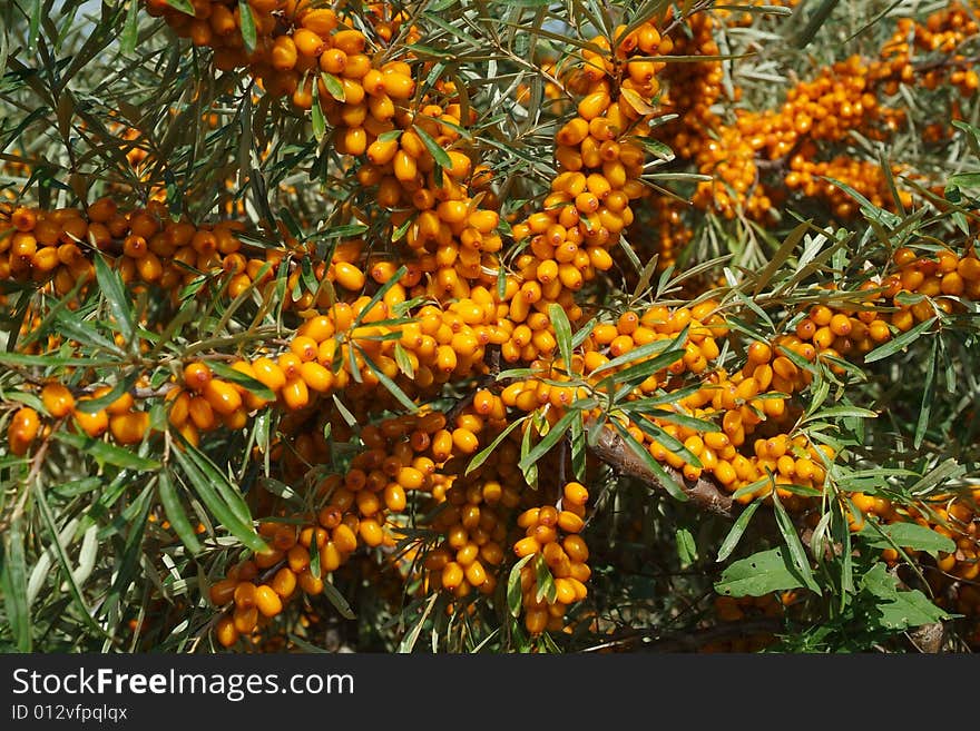 Ripe berries of sea-buckthorn berries