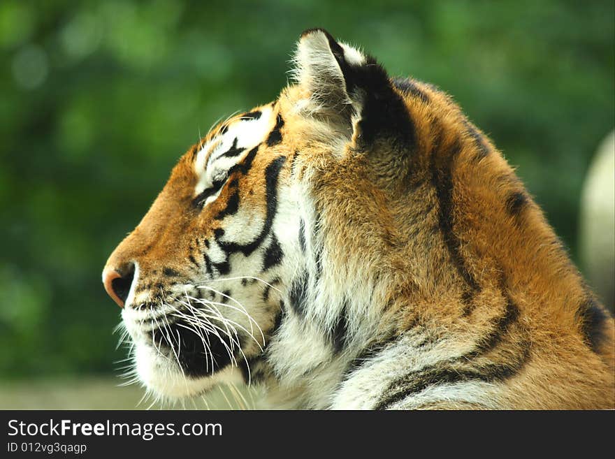 Photo of a tiger - close up