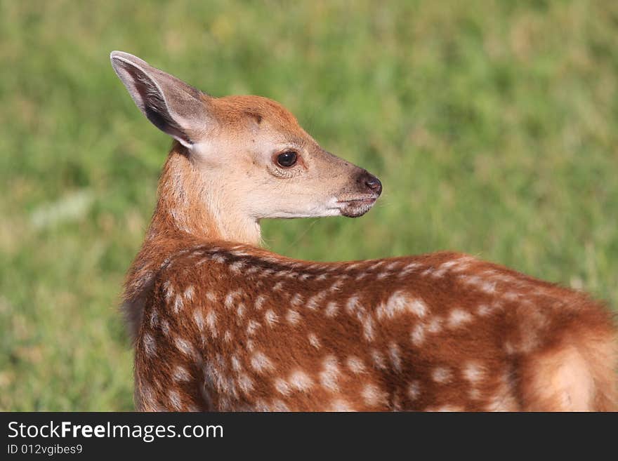 Little dappled deer walks in the field. Little dappled deer walks in the field