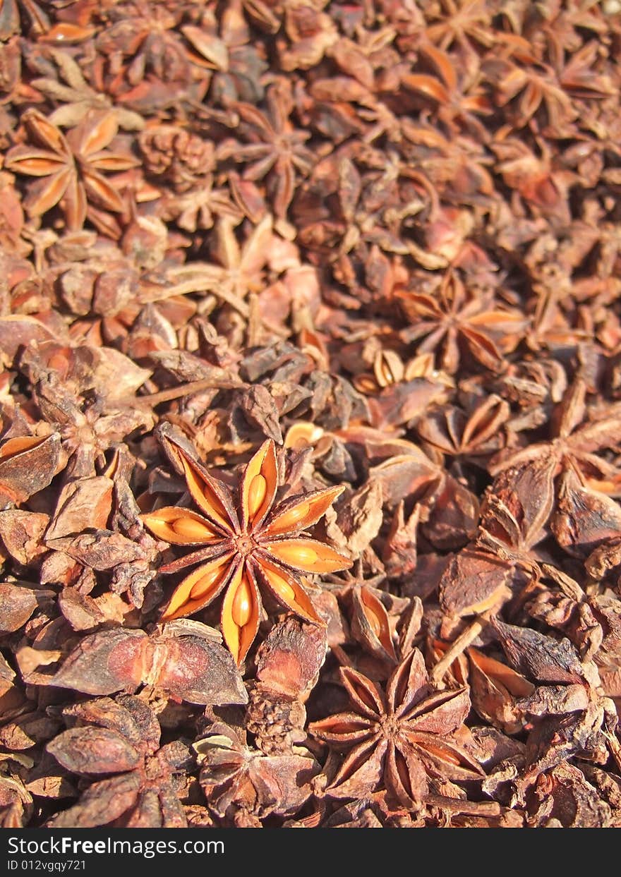 Aniseed under the sunshine in the yard