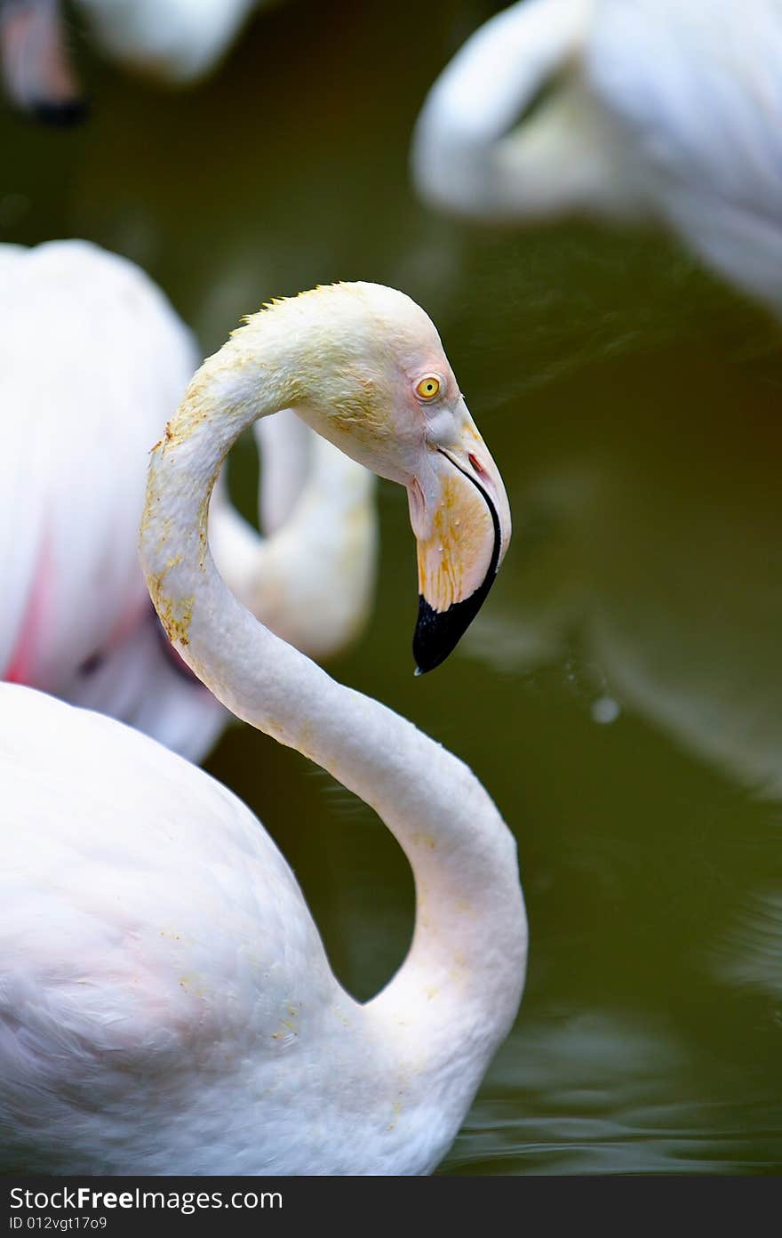 Flamingo Portrait 8