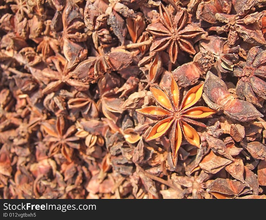 Aniseed under the sunshine in the yard