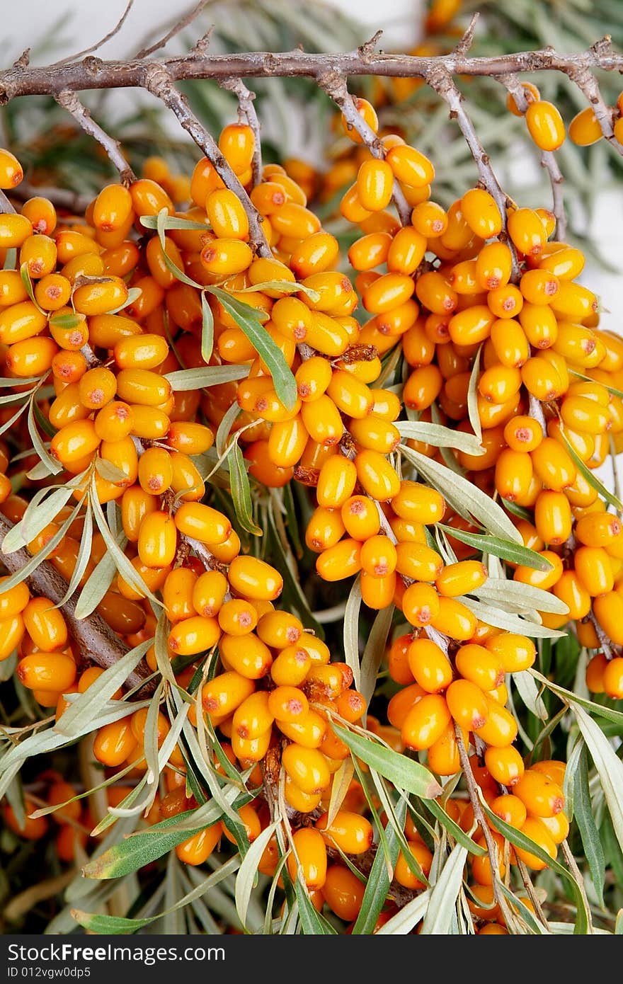 Sea-buckthorn berries