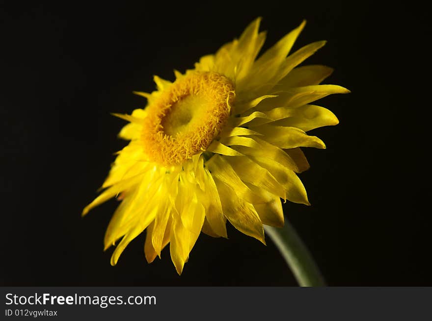 Paper Daisy Over Black