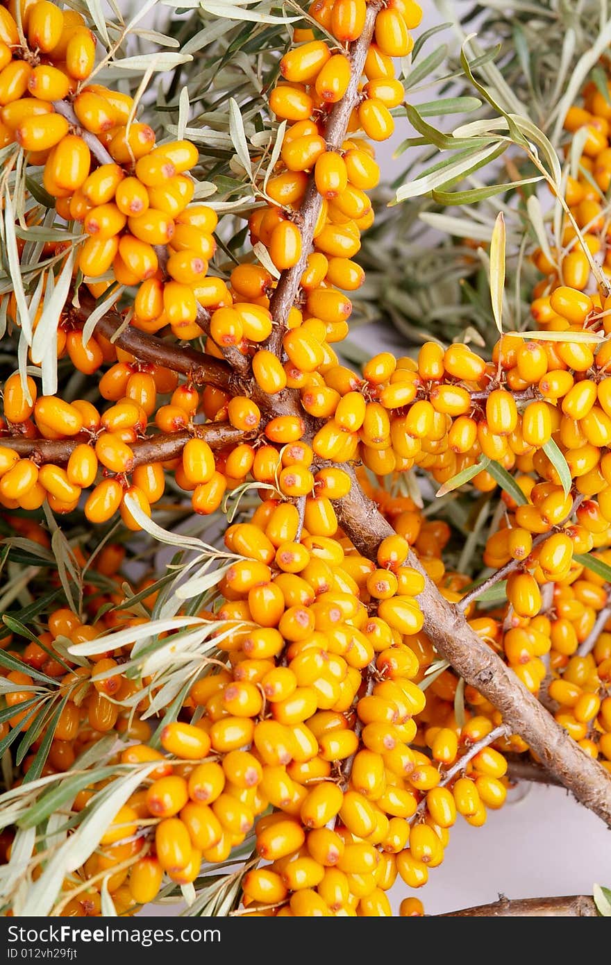 Ripe berries of sea-buckthorn berries