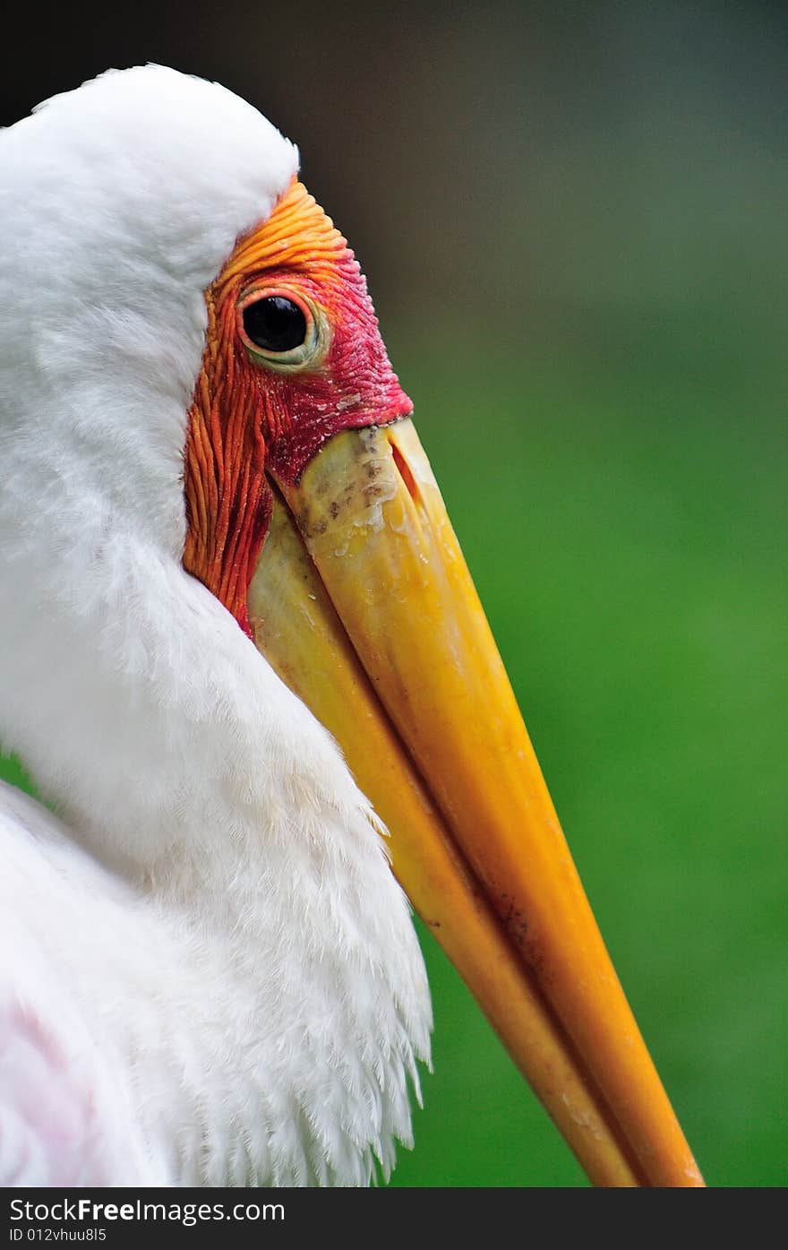 Yellow billed Stork 6