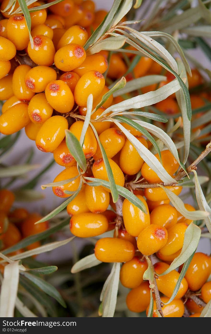 Ripe berries of sea-buckthorn berries