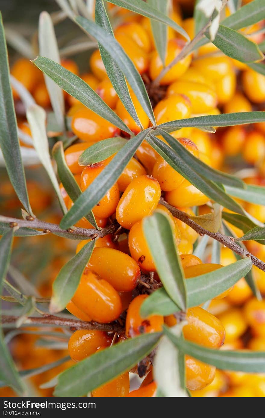 Ripe berries of sea-buckthorn berries