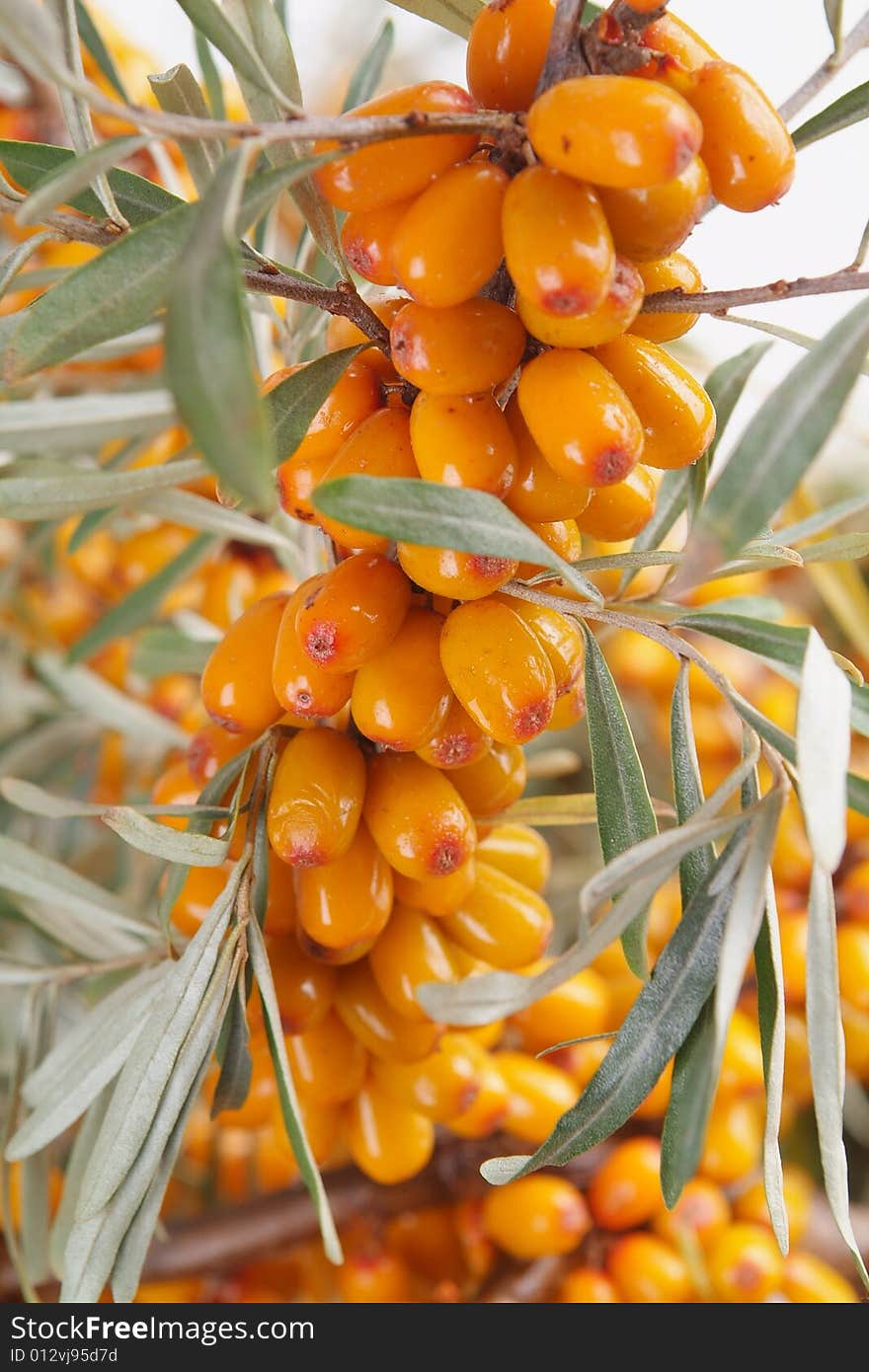 Ripe berries of sea-buckthorn berries