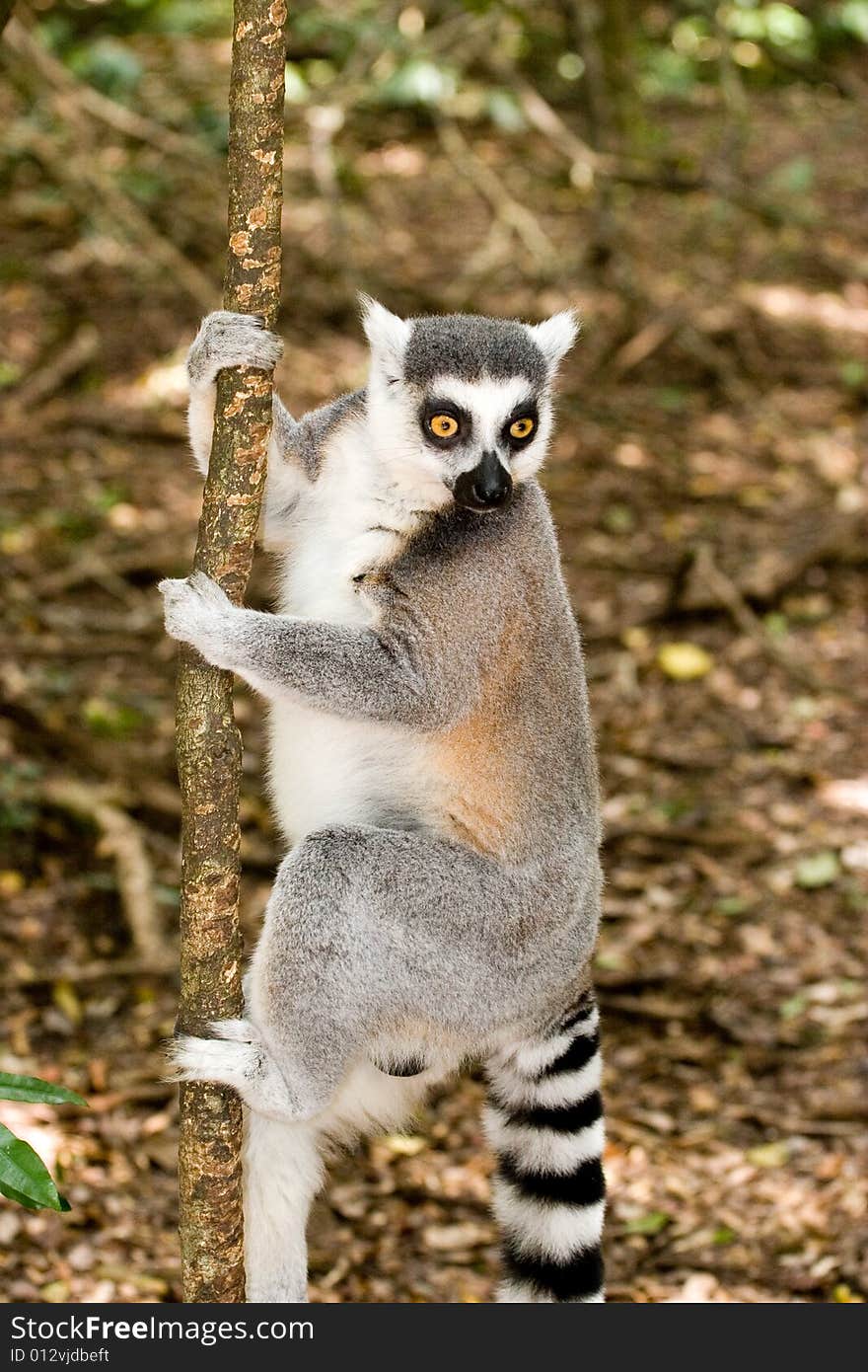 A lemur couple playing in madacascar park. A lemur couple playing in madacascar park