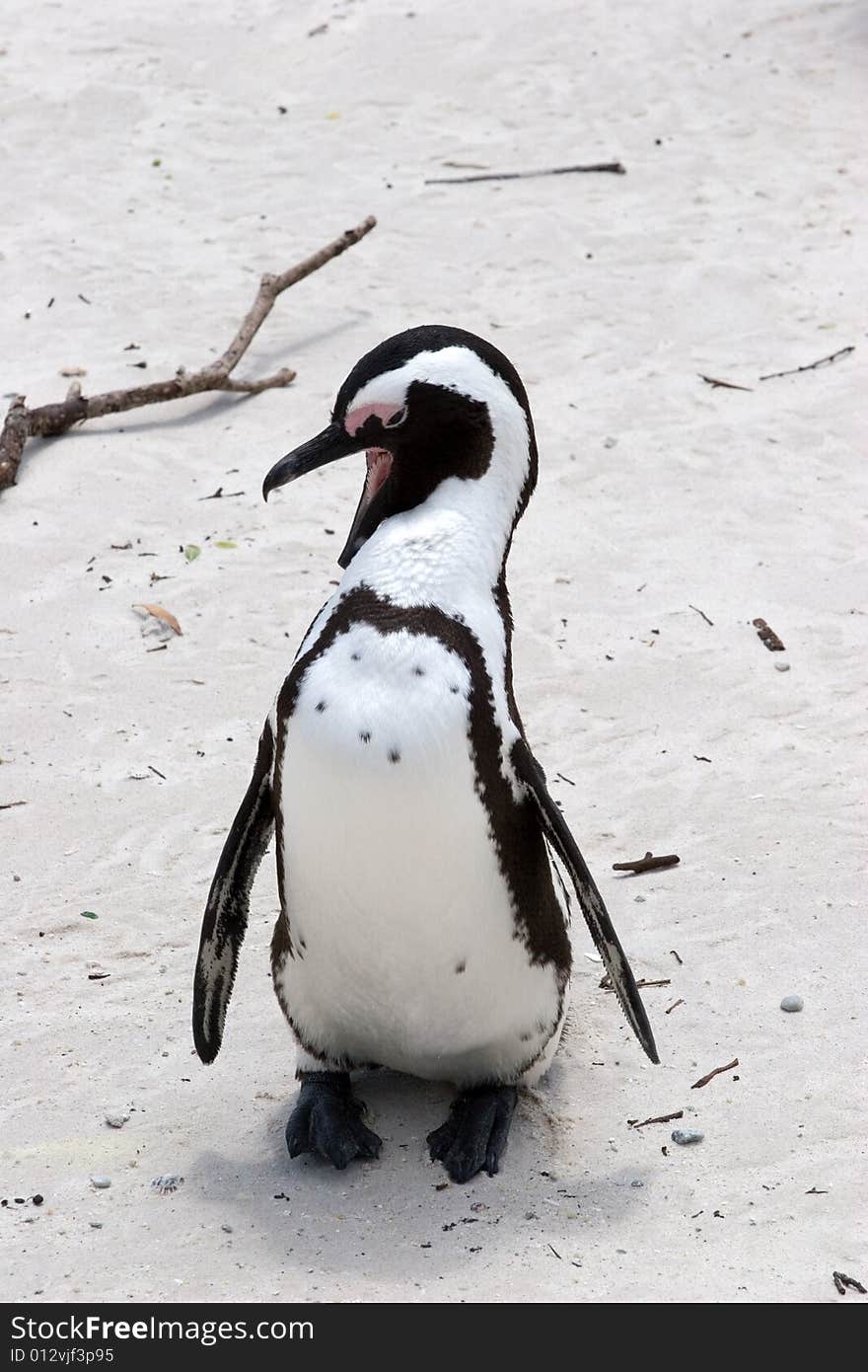 A lone pinguin in south africa. A lone pinguin in south africa