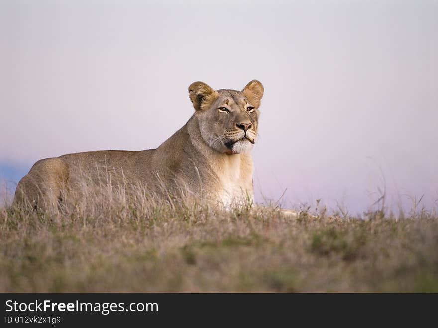 A Pregnant Lioness waits for the birth of her cubs. A Pregnant Lioness waits for the birth of her cubs