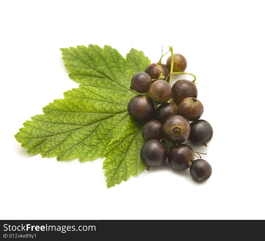 Berries of a currant