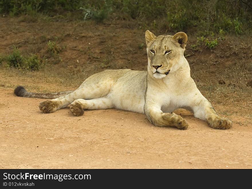 Youthful Lioness