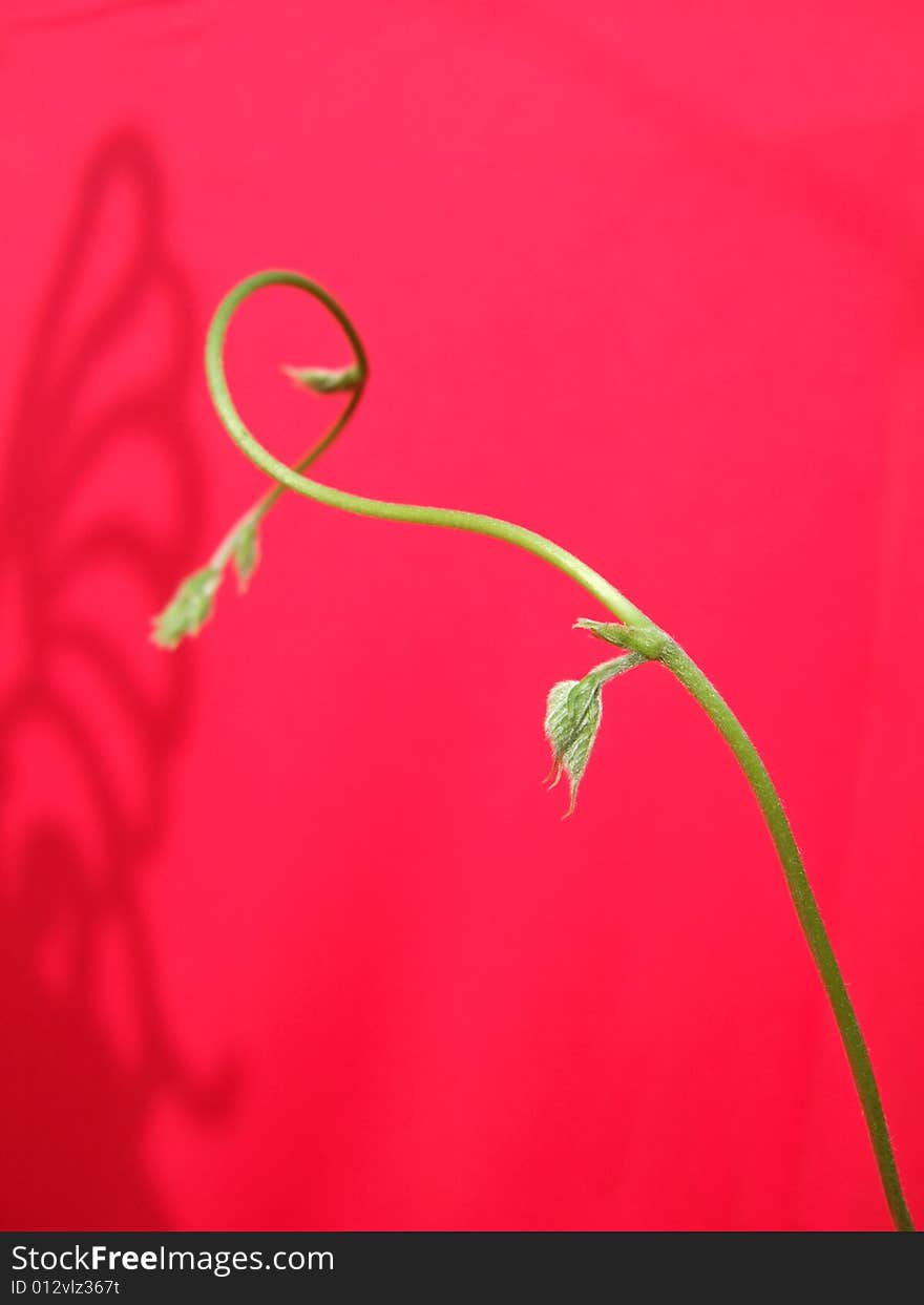 Spiral rattan with red background