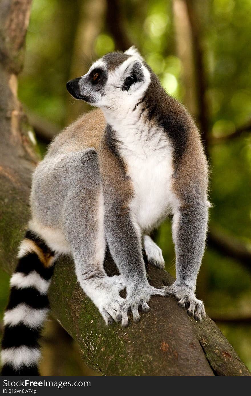 A lemur  playing in madacascar park. A lemur  playing in madacascar park