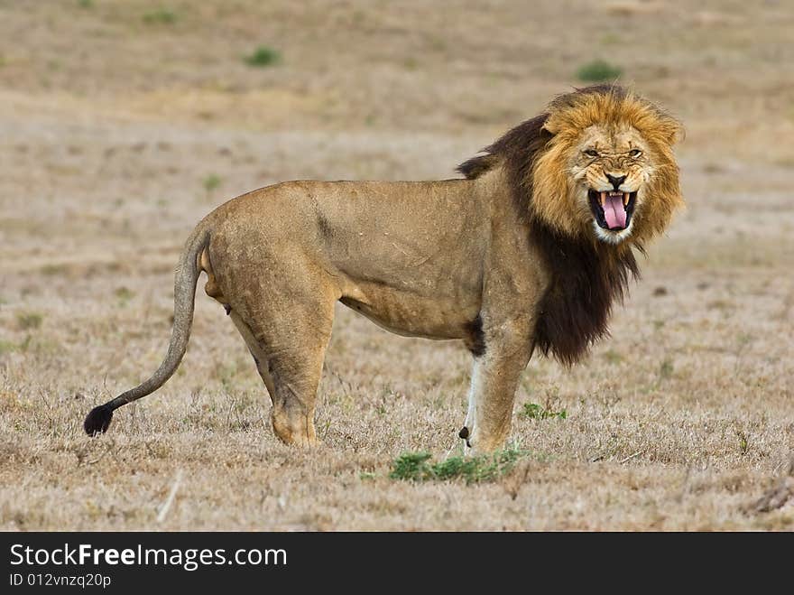 Unhappy Lion