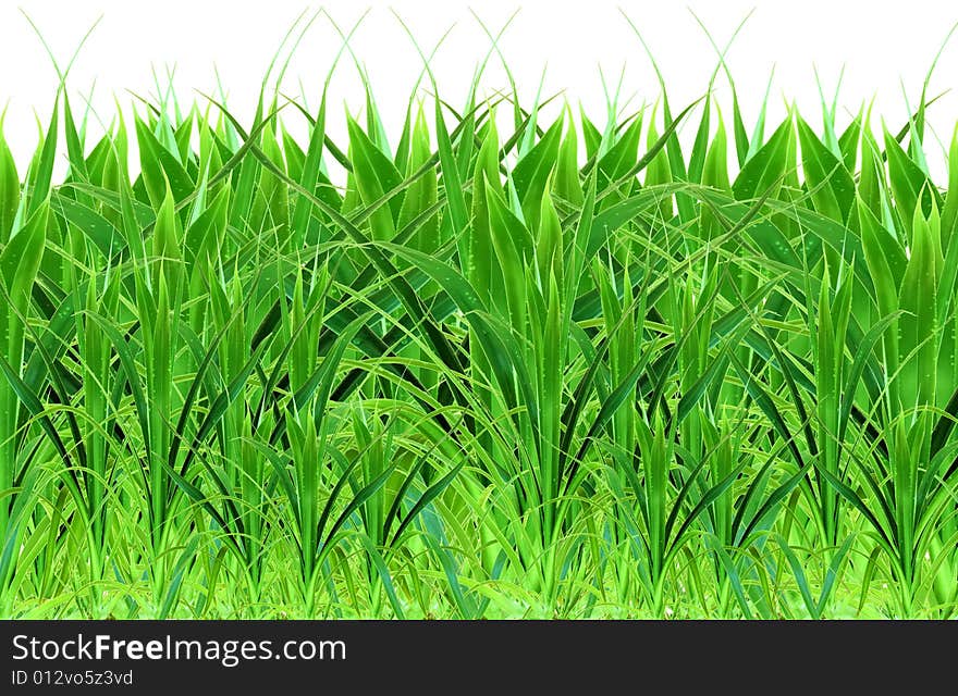 Isolated wet green grass ultra close up on white. Isolated wet green grass ultra close up on white