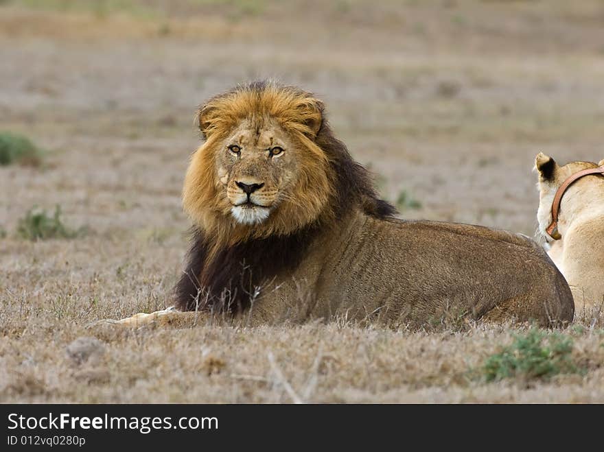 Majestic Male Lion