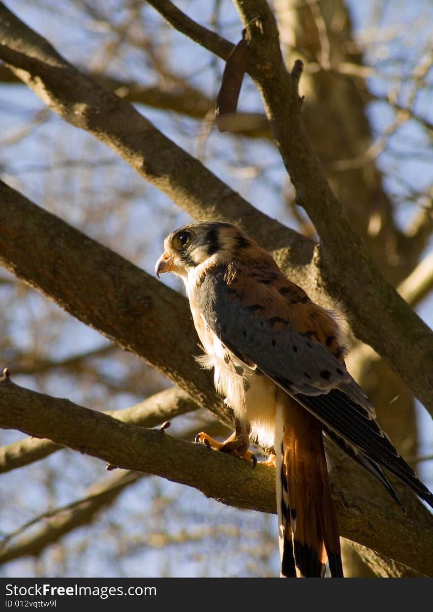 Small Hawk