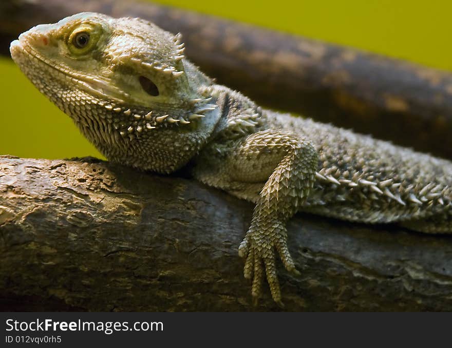 Bearded Dragon 12