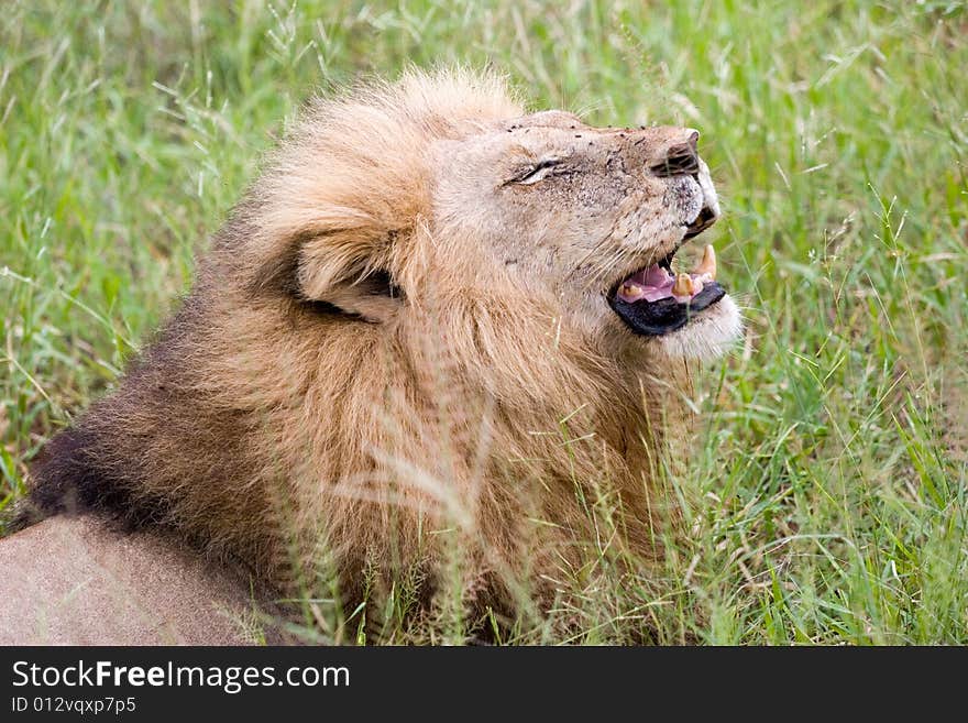 A lion in the kruger park reserve. A lion in the kruger park reserve