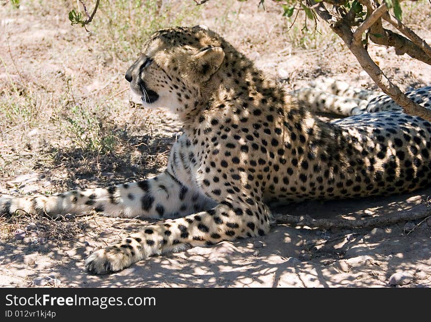 A  cheetah resting in the shadow waiting for a pray. A  cheetah resting in the shadow waiting for a pray