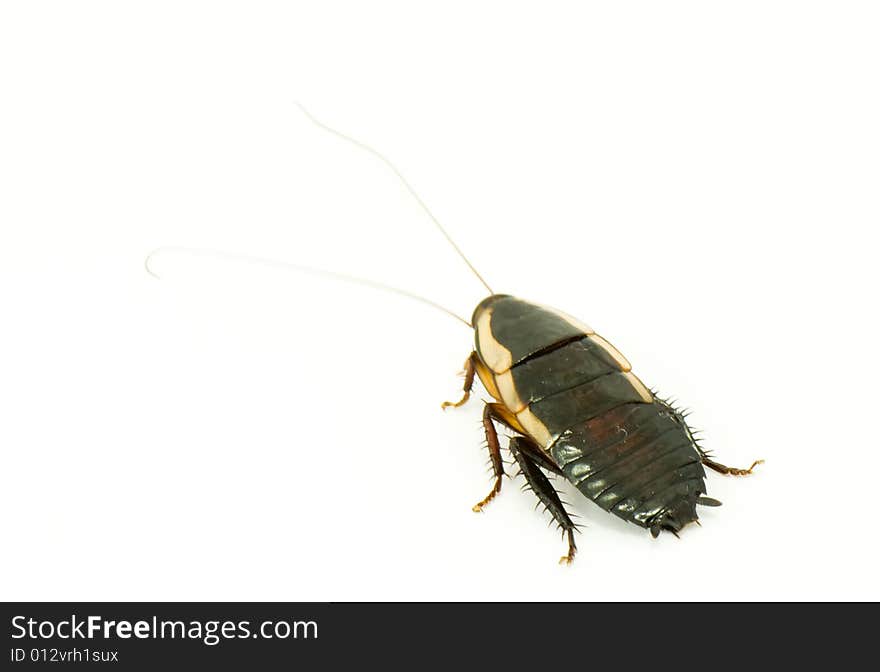 Live big south pacific cockroach isolated on white background. Live big south pacific cockroach isolated on white background