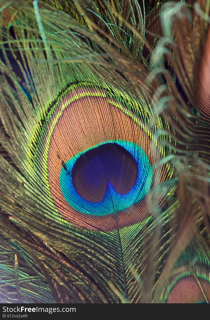 Colorful peacock feather