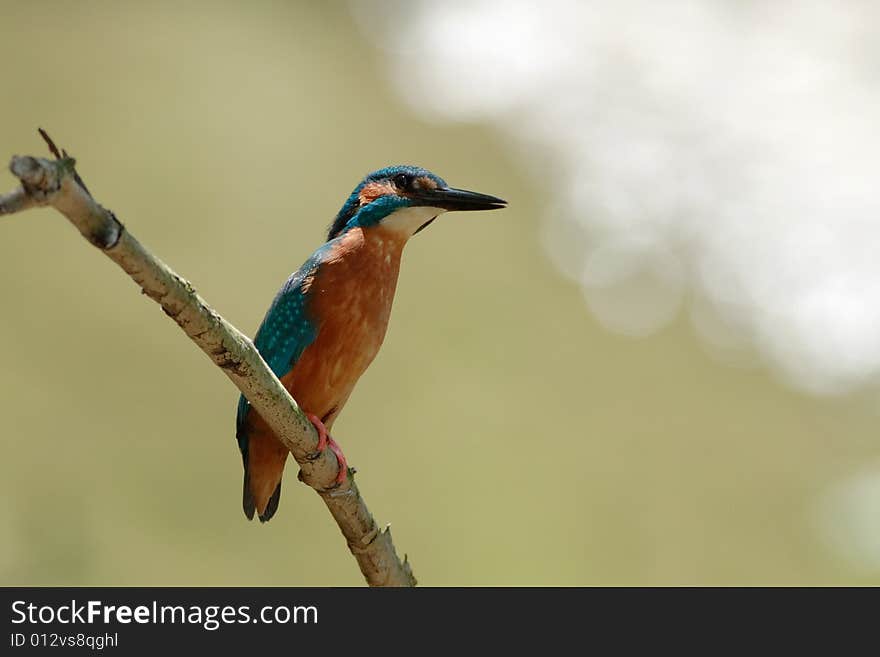 Kingfisher (Alcedo Atthis)