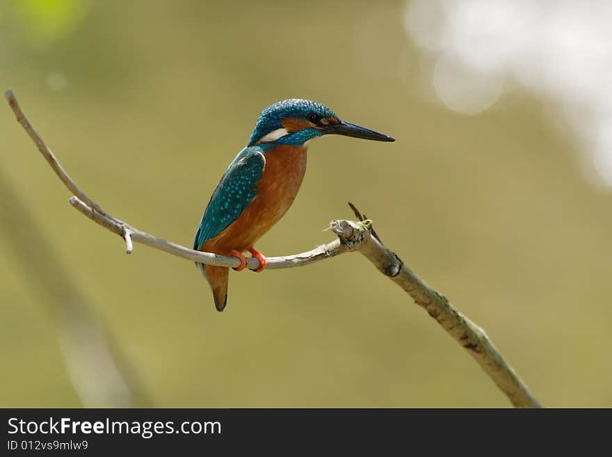 Kingfisher (Alcedo atthis)