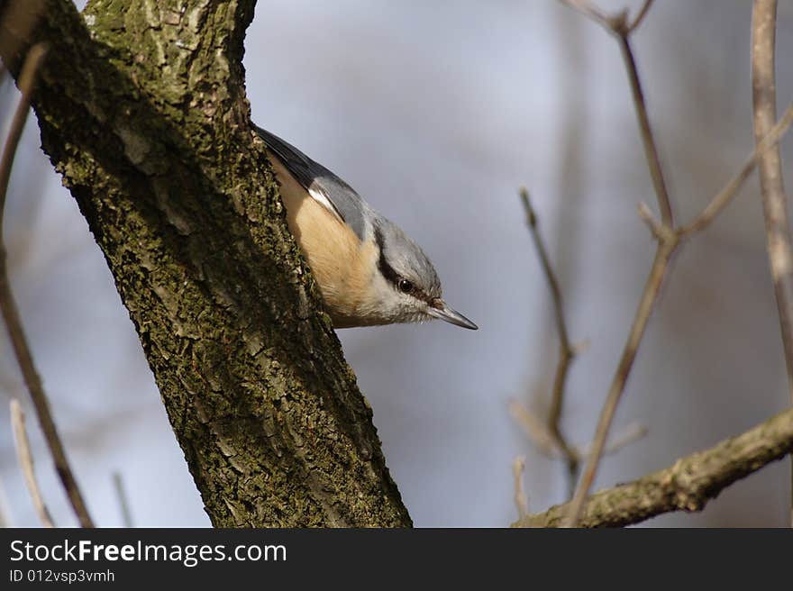 Nuthatch climbing a branch of a tree with no leafs. Nuthatch climbing a branch of a tree with no leafs