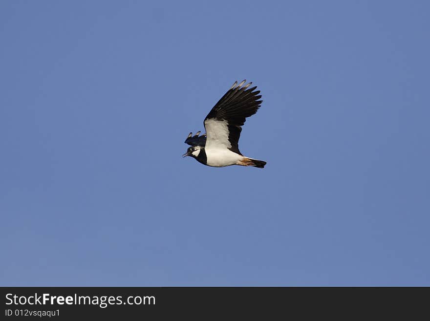 Lapwing in flight