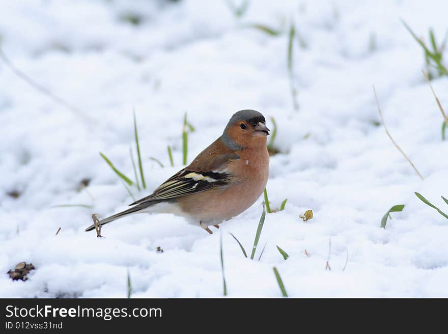 Chaffinch (Fringilla coelebs) on the ground with snow. Chaffinch (Fringilla coelebs) on the ground with snow