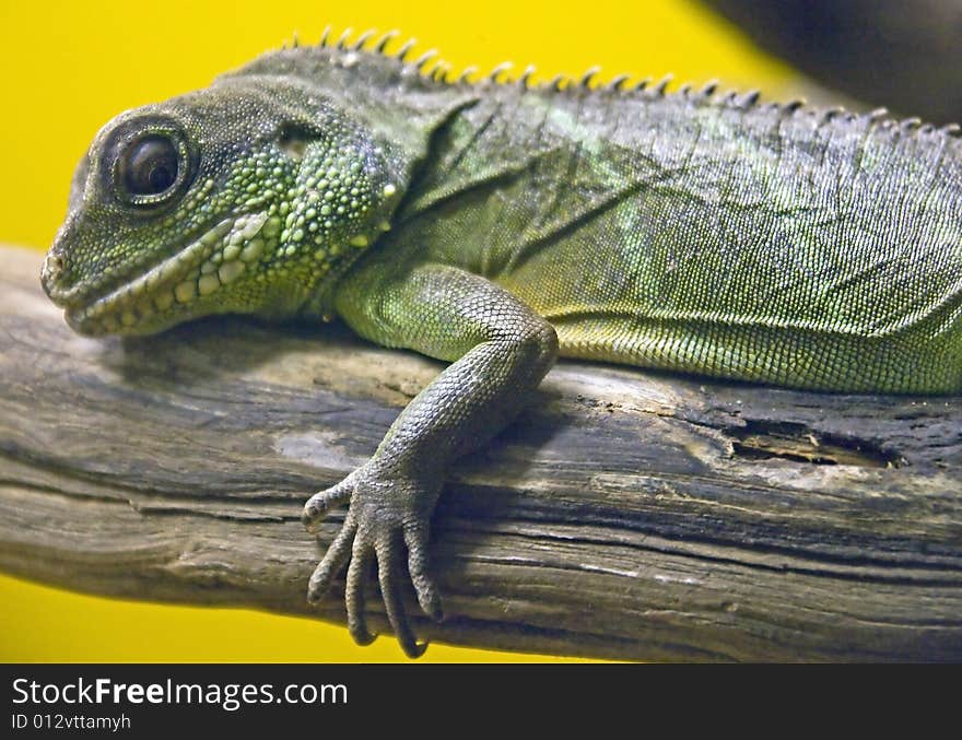 Asian water dragon 6