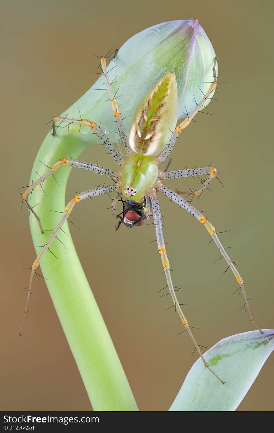 Lynx spider eating fly on bud