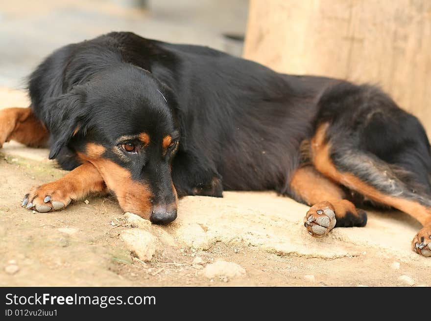 Sad looking domestic dog