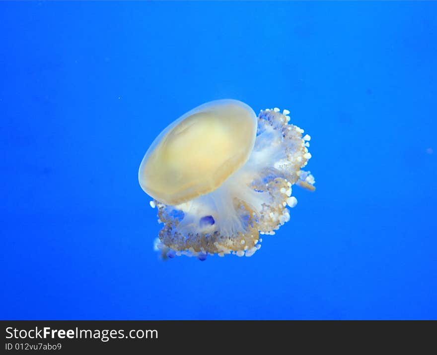 White medusa on a blue background