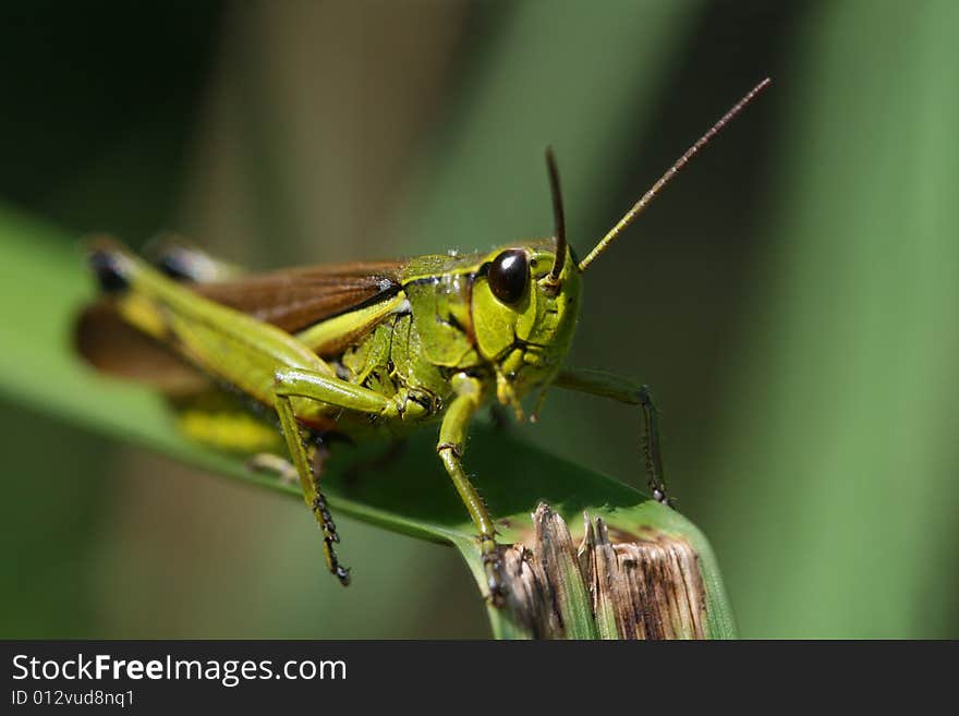 Close up photo with  grasshopper