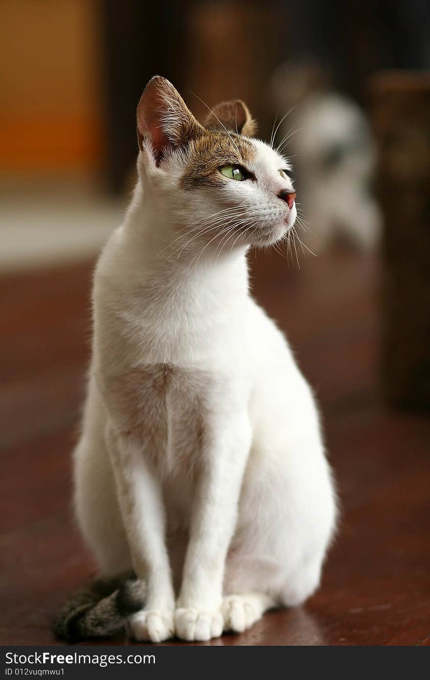 Domestic cat sitting down smartly