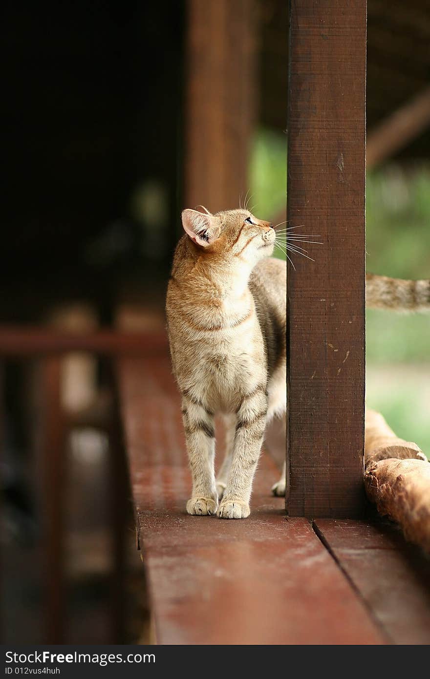 Inquisitive domestic cat