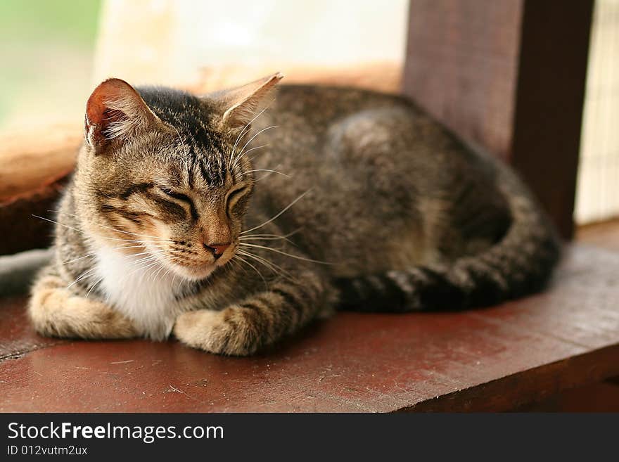 Domestic cat Sleeping comfortably on ledge. Domestic cat Sleeping comfortably on ledge
