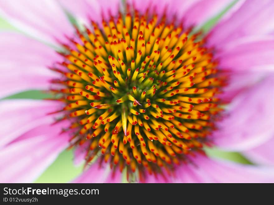 Close-up of Purple Coneflower (Echinacea sp.)