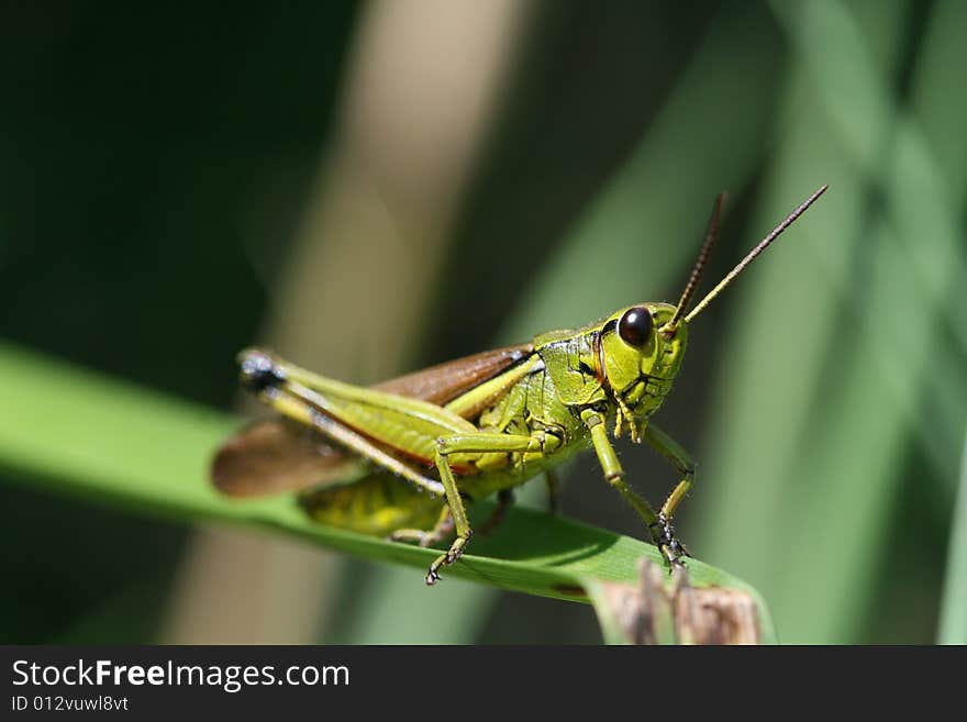 Close up photo with  grasshopper. Close up photo with  grasshopper