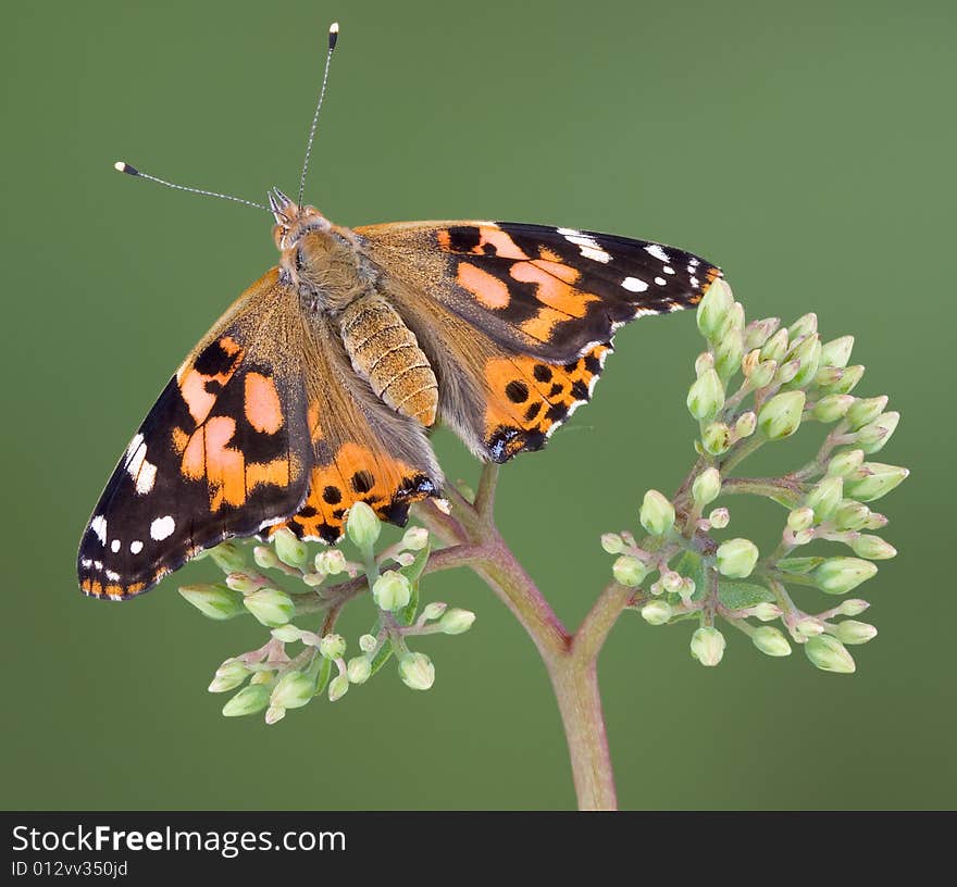 Painted lady with open wings