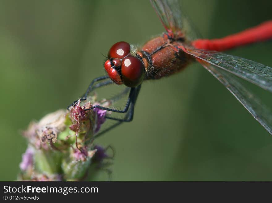 Close up photo with red dragonfly. Close up photo with red dragonfly