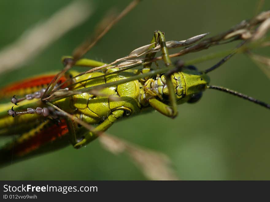 Close up photo with  grasshopper. Close up photo with  grasshopper