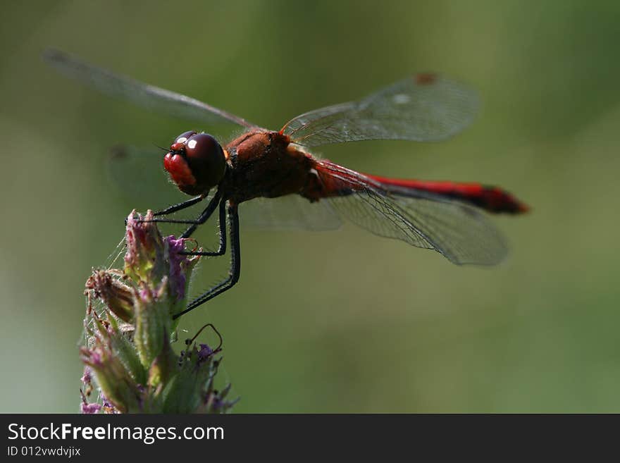 Close up photo with red dragonfly